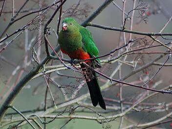 Ein prächtiger Bursche ist der Besuch bei Monica Geissler-Gumpert. Fotos: Monica Geissler-Gumpert