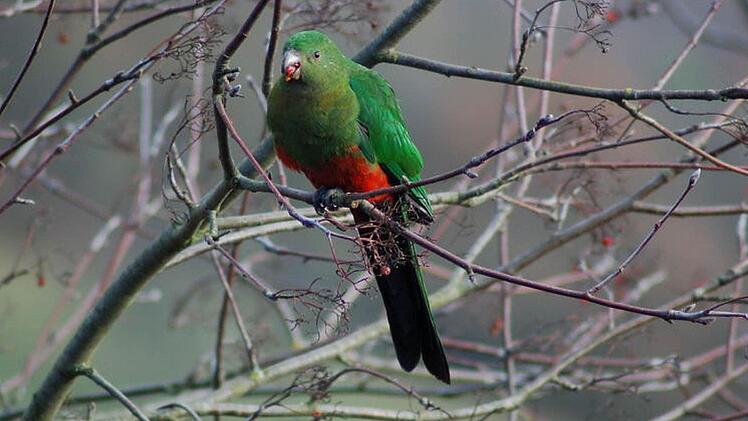 Ein prächtiger Bursche ist der Besuch bei Monica Geissler-Gumpert. Fotos: Monica Geissler-Gumpert