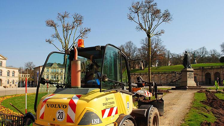 Der Radlader bringt den Kugelahorn an seinen künftigen Platz.