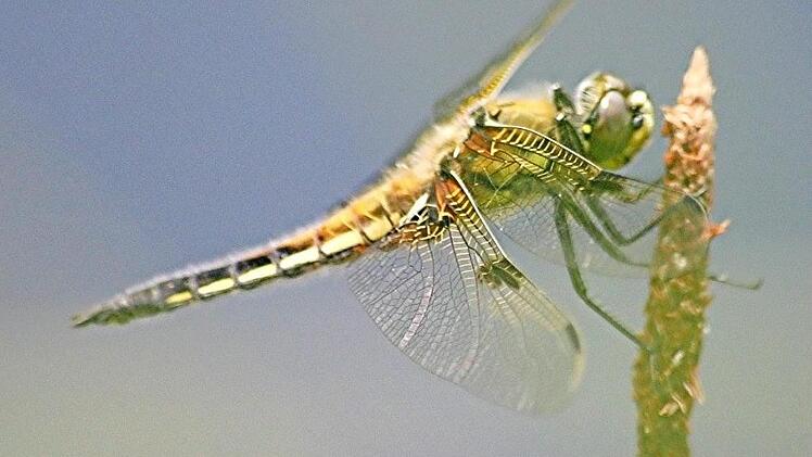 Insekten wie diese Libelle werden immer weniger. Fotos: Josef Hofbauer
