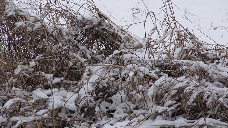 Die Natur trug gestern ein weißes Kleid. Foto: Marco Meißner