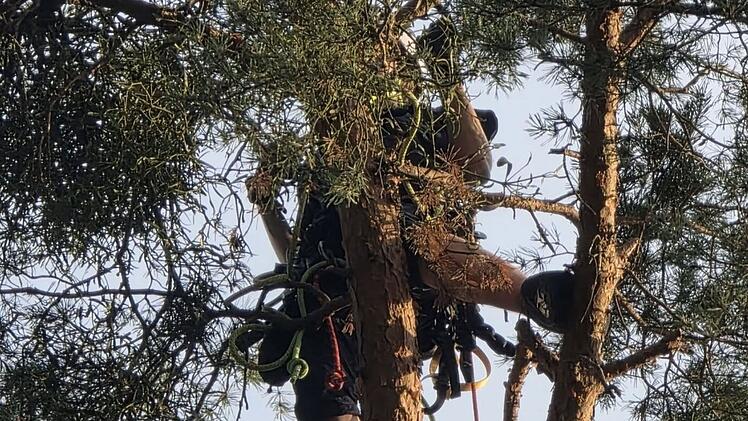 Erlangen: H&ouml;henretter retten vier Eichh&ouml;rnchenbabys aus 20 Metern H&ouml;he