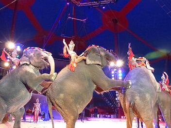 Krones Wappentiere sind die Elefanten.  Foto: Edgar Bartl