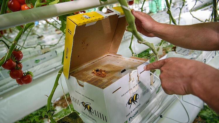In einem der bis zu 300 Meter langen Gewächshäuser des Gemüsebaubetriebes "Scherzer und Boss" ist ein Stamm Hummeln in einer Box untergebracht. Die Hummeln werden als Nützlinge verwendet, um Schädlinge auf natürliche Weise zu bekämpfen. Foto: Nicolas Armer/dpa
