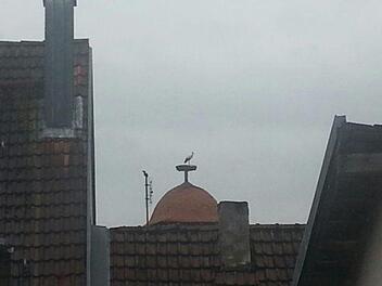 Ein Storch sitzt kurz auf dem Mönchsturm.Foto: Reimar Glückler