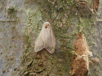 Der Schwammspinner im Wald bei Trailsdorf Foto: Sylvia Hubele