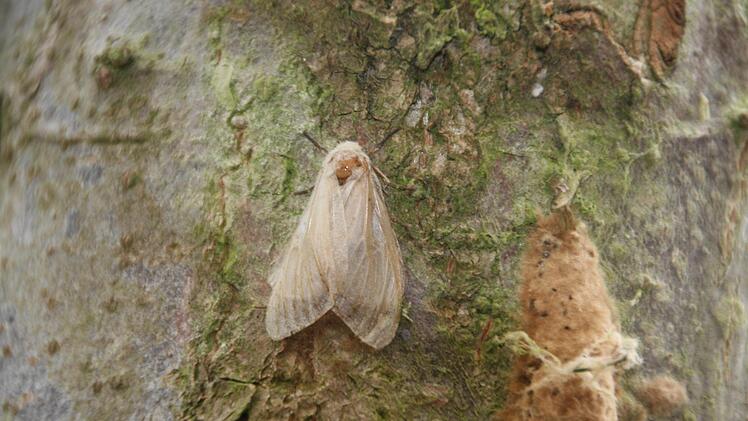 Der Schwammspinner im Wald bei Trailsdorf Foto: Sylvia Hubele