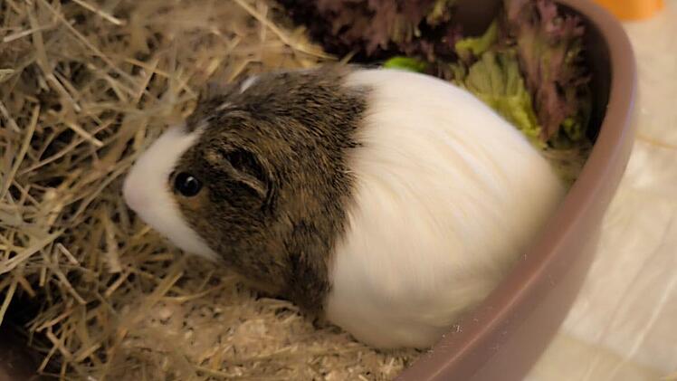 Tierheim Nürnberg: "Zehn Minuten später war sie tot"