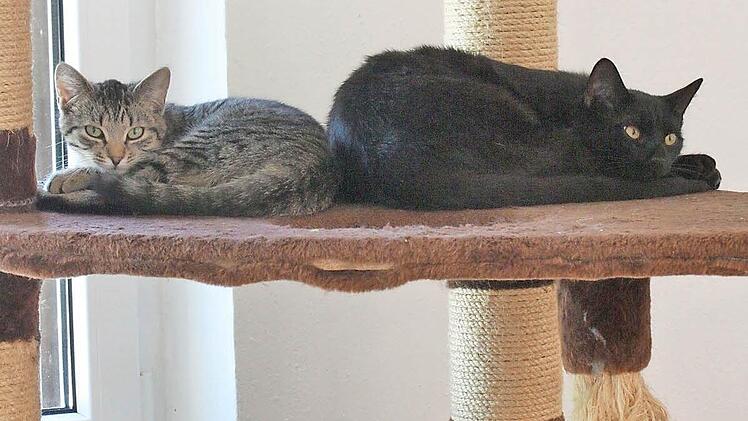 Auf dem Katzenbaum im Tierheim herrscht großer Andrang.  Foto: Robert Huger