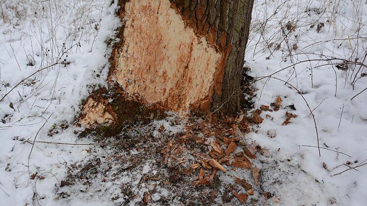 Auf Biber-Spurensuche am Weißen Main bei Burghaig. Foto: Dagmar Besand