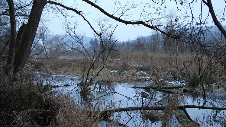Impression aus dem Biber-Revier im Staatsbad Bad Brückenau Foto: Ulrike Müller