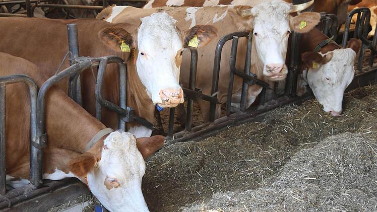 70 Milchkühe stehen bei den Galsters im Stall. Foto: Franz Galster