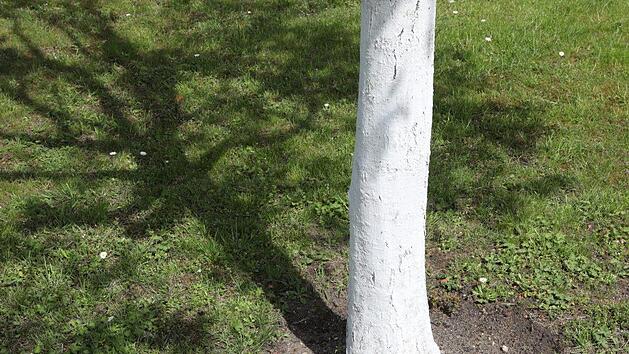 Peter Frank kalkt den Stamm an seinen Obstb&auml;umen. Foto: Barbara Herbst