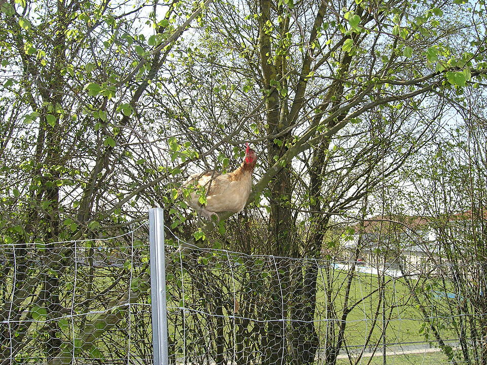 Glückliche Hühner