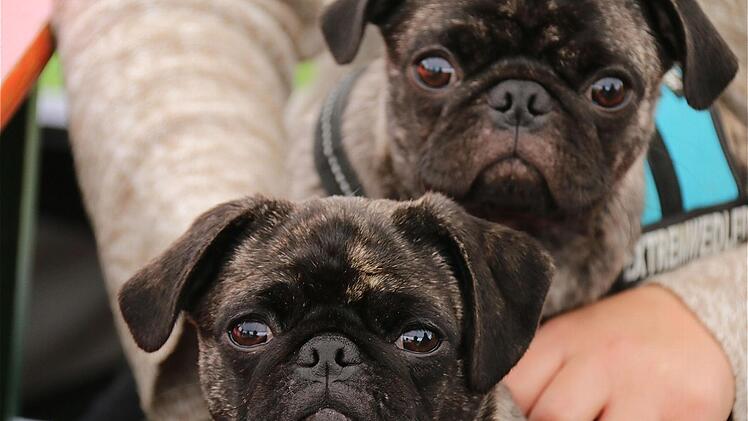 Können diese Mopsaugen lügen?