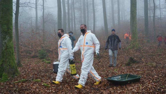 Übung, um für Fälle von Afrikanischer Schweinepest (ASP) gerüstet zu  sein. Foto: Marion Eckert