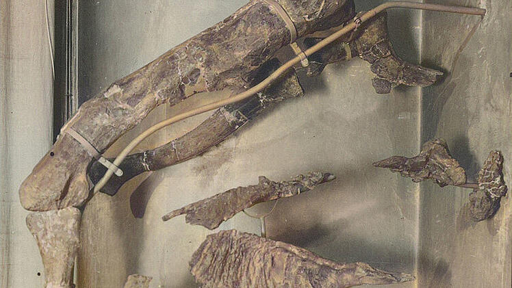 Münchner Paläontologen entdecken unbekannte Dinosaurier-Art