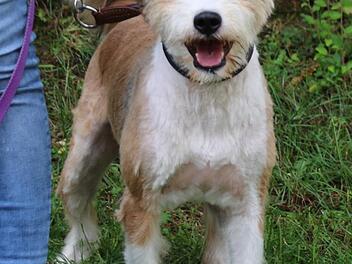 Arrow sucht ein neues Zuhause