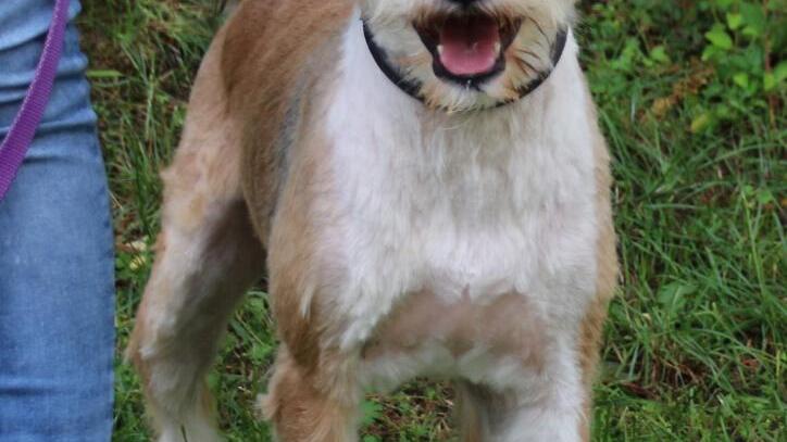 Arrow sucht ein neues Zuhause