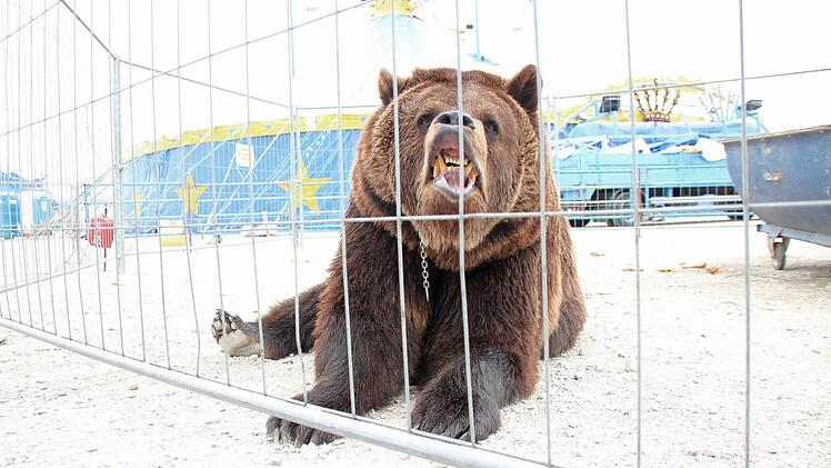 ... kann aber auch Zähne zeigen: Bär Ben.