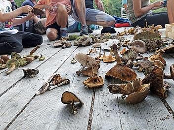 Das Pilze sortieren und bestimmen erwies sich als äußerst spannend und machte viel Spaß.  Foto: K.- H. Hofmann