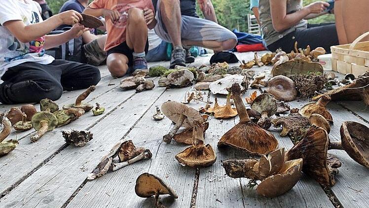 Das Pilze sortieren und bestimmen erwies sich als äußerst spannend und machte viel Spaß.  Foto: K.- H. Hofmann