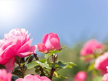 Auf der Rosen- und Gartenmesse in Kronach können Besucher am Wochenende die Farben des Herbstes sehen. Foto: Christian Charius