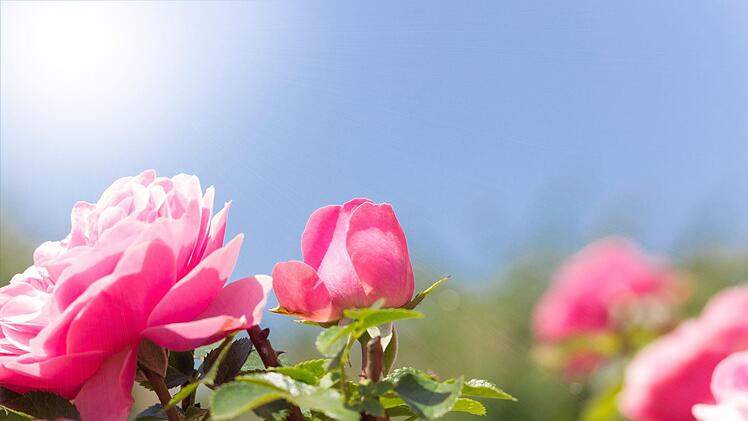 Auf der Rosen- und Gartenmesse in Kronach können Besucher am Wochenende die Farben des Herbstes sehen. Foto: Christian Charius