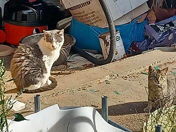 Tierheim N&uuml;rnberg braucht Unterst&uuml;tzung: Verwilderte Katzen im Kleingartenverein