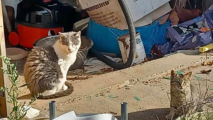 Tierheim N&uuml;rnberg braucht Unterst&uuml;tzung: Verwilderte Katzen im Kleingartenverein