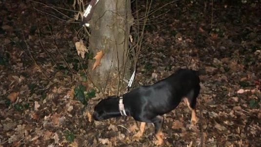 Nachts wurde Mischlingshund "Milky" im Park von Mitarbeitern des D&uuml;sseldorfer Tierheims gefunden. Foto: Tierheim D&uuml;sseldorf