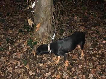 Nachts wurde Mischlingshund "Milky" im Park von Mitarbeitern des D&uuml;sseldorfer Tierheims gefunden. Foto: Tierheim D&uuml;sseldorf