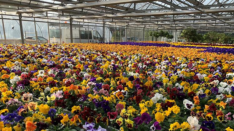 Bamberg: Stadt blüht bald wieder auf - zahlreiche Blumen werden eingepflanzt