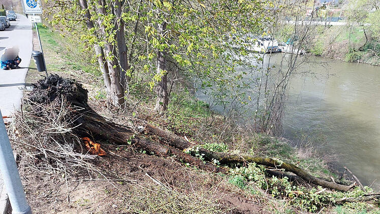 Bamberg: Feuerwehr zieht 12 Meter hohen Baum aus Regnitz - "Gefahr für die Binnenschiffahrt"