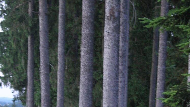 Der Protest gegen den geplanten Nationalpark Frankenwald ist weithin sichtbar: Die Gegner haben Schilder mit Unmutsbekundungen aufgestellt: Nationalpark - Nein, danke . Foto: Sonny Adam