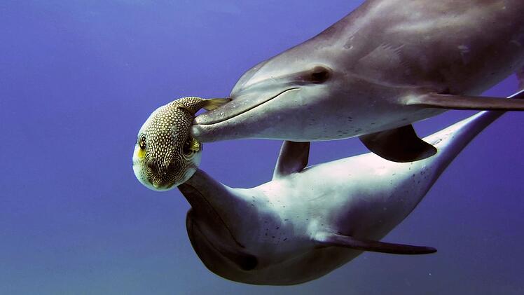 F&uuml;r Delfine geht vom Nervengift der Kugelfische ein gef&auml;hrlicher Reiz aus.