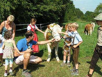 Leitkuh Almi war gefragt beim Alm-Abtrieb. Fotos: Heidi Amon
