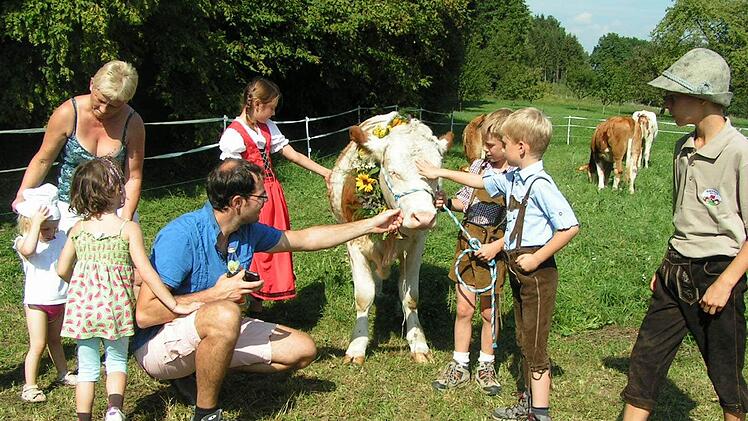 Leitkuh Almi war gefragt beim Alm-Abtrieb. Fotos: Heidi Amon