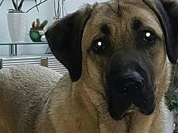 Hündin "Nala" sucht ein neues Zuhause. Ein erster Vermittlungsversuch schlägt fehl. Nun droht der Kangal-Hirtenhündin das Tierheim. Foto: Petra Penner