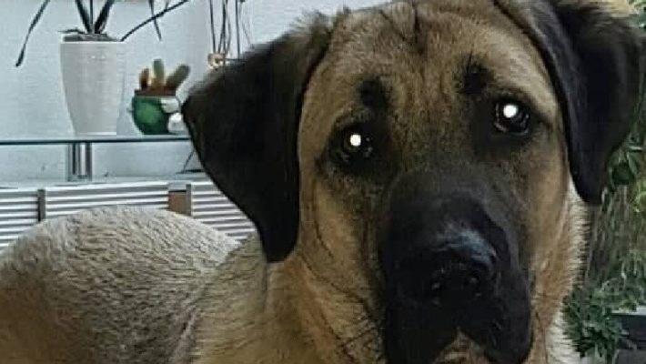 Hündin "Nala" sucht ein neues Zuhause. Ein erster Vermittlungsversuch schlägt fehl. Nun droht der Kangal-Hirtenhündin das Tierheim. Foto: Petra Penner