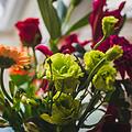 Dieser Anblick erfreut - doch leider nicht immer sehr lange. Wir haben Tipps und Tricks, mit denen Sie die Haltbarkeit von Schnittblumen verlängern. Bild: louishansel/ unsplash.com