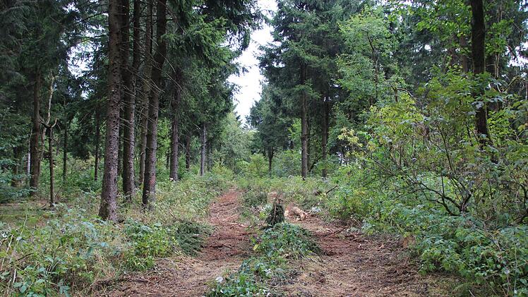 Eine R&uuml;ckegasse am Totnansberg. Foto: Johannes Schlereth