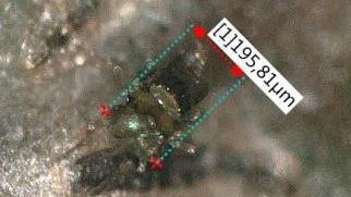 Ein Schlupfwespe - circa 200 Mikrometer groß. Foto: Keyence