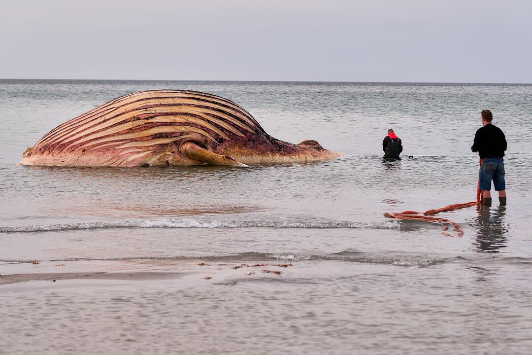 Toter Wal vor d&auml;nischer Insel Anholt