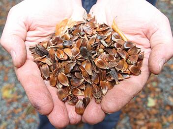 Die Bucheckern sind optisch eine Augenweide - schön groß und prall. Doch der Schein trügt: Die Hälfte ist leer - Experten nennen es "taub". Foto: Sonja Adam