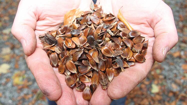 Die Bucheckern sind optisch eine Augenweide - schön groß und prall. Doch der Schein trügt: Die Hälfte ist leer - Experten nennen es "taub". Foto: Sonja Adam