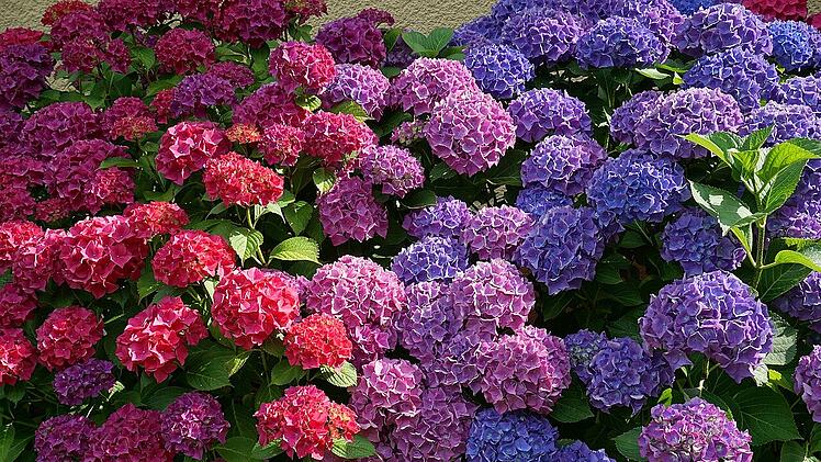 Die üppige Blütenpracht und ihre leuchtenden Farben machen Hortensien zum imposanten Hingucker.