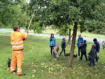 Bauhofmitarbeiter sorgten dafür, dass die Äpfel von den Bäumen fielen. Foto: Richard Sänger