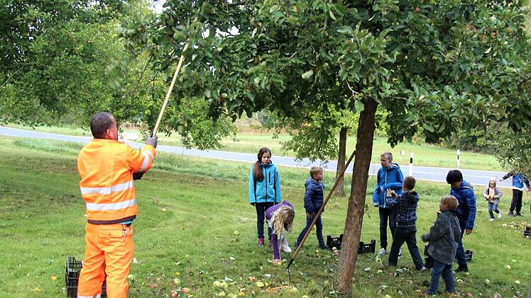 Bauhofmitarbeiter sorgten dafür, dass die Äpfel von den Bäumen fielen. Foto: Richard Sänger