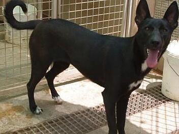 Azahar ist sehr verspielt und verschmust. Die junge H&uuml;ndin ist sehr aktiv und liebt alle Menschen.Tierheim Kronach